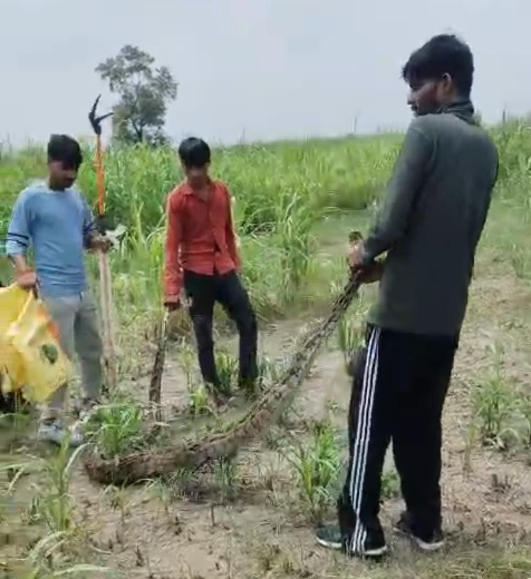 अजगर को रेस्क्यू करते वनकर्मी।संवाद