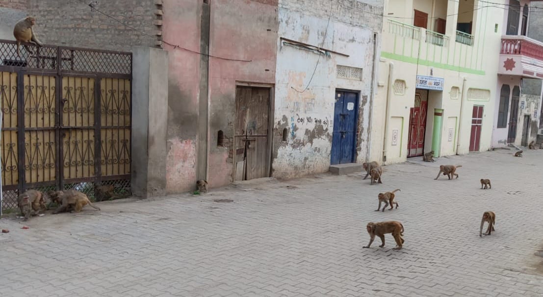 Monkey menace increases in Safidon, shopkeepers and passersby troubled