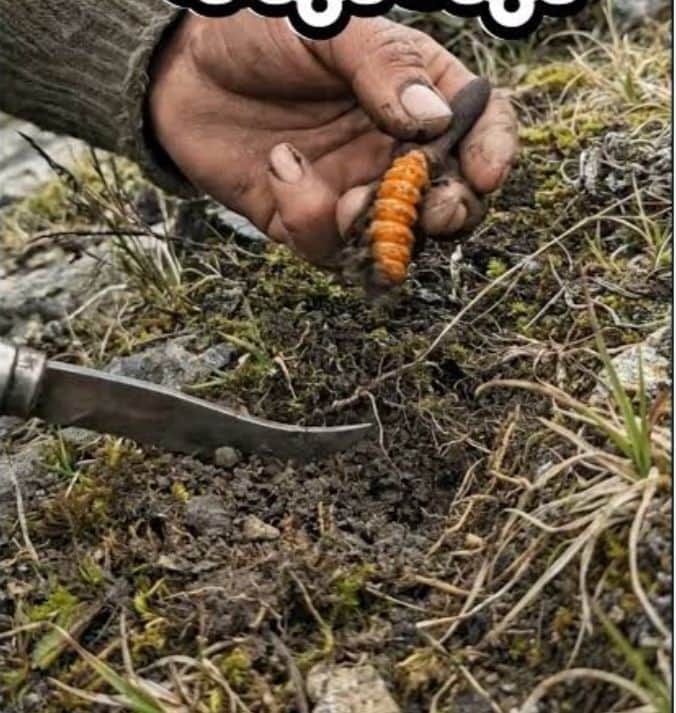 Large quantities of *Keedajari* (caterpillar fungus) have been collected, but buyers are nowhere to be found