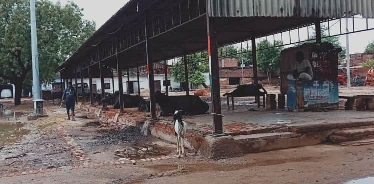 Vegetable market platform turned into an animal shelter.