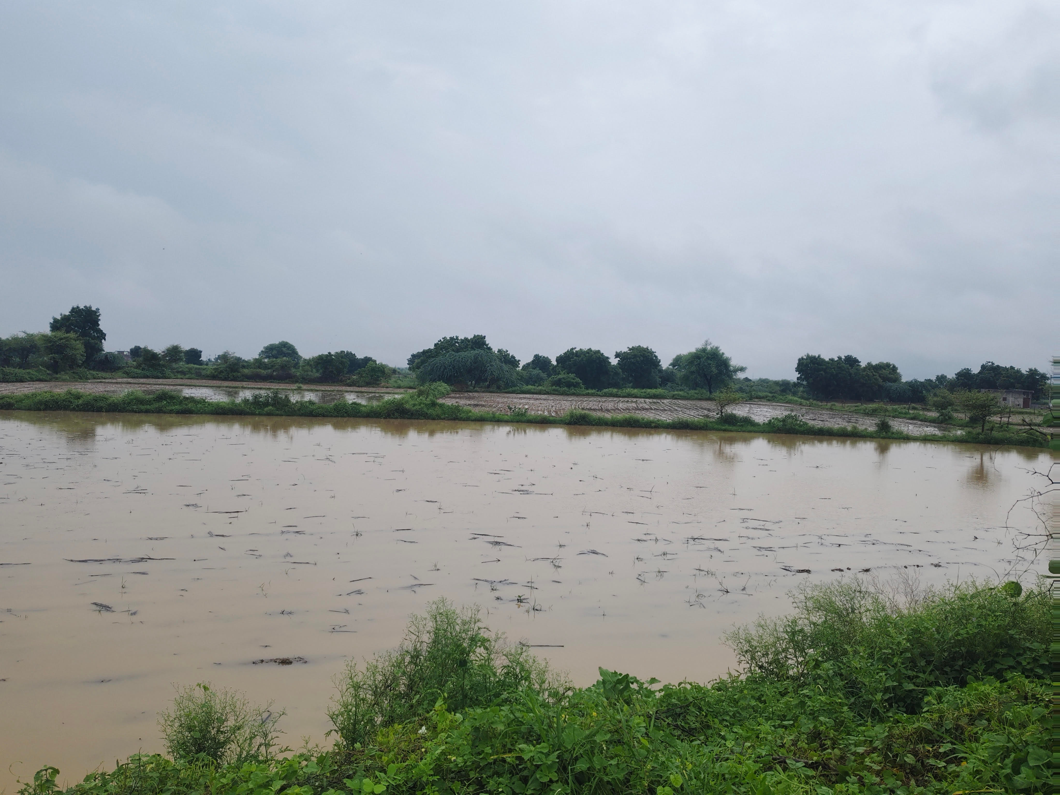 फोटो 16:::अच्छी बारिश के बीच खेतों में भरा पानी। संवाद