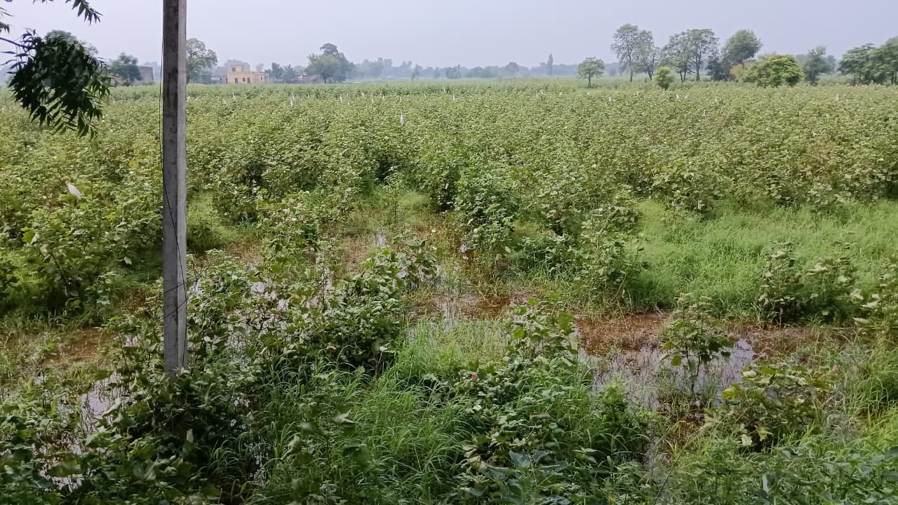 The date for getting insurance has been extended, reducing the confidence of farmers