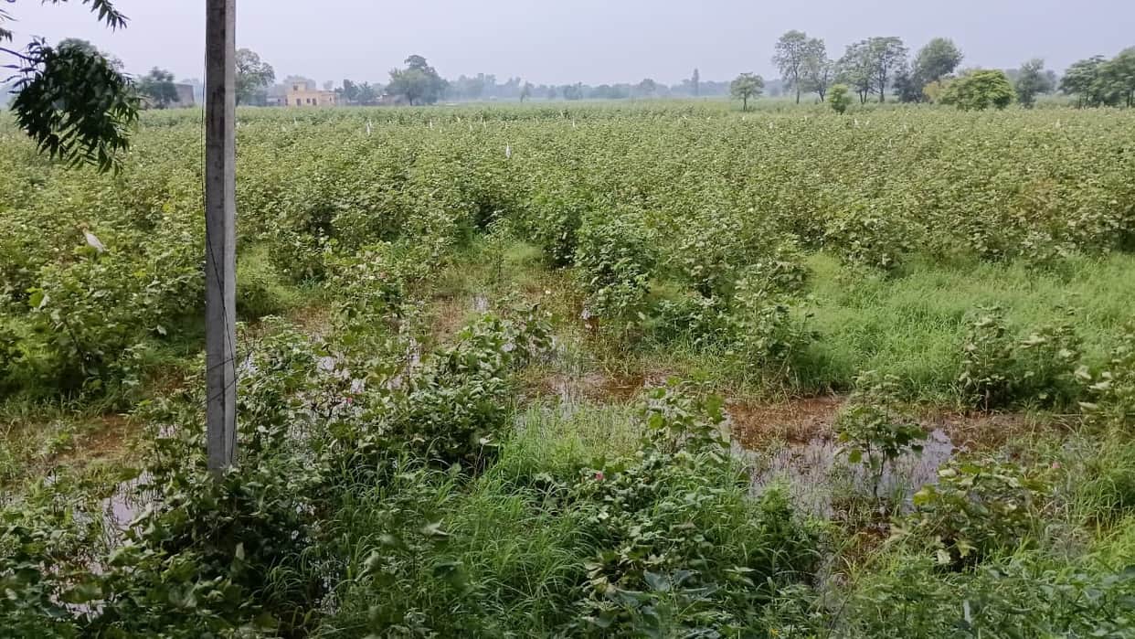 The date for getting insurance has been extended, reducing the confidence of farmers