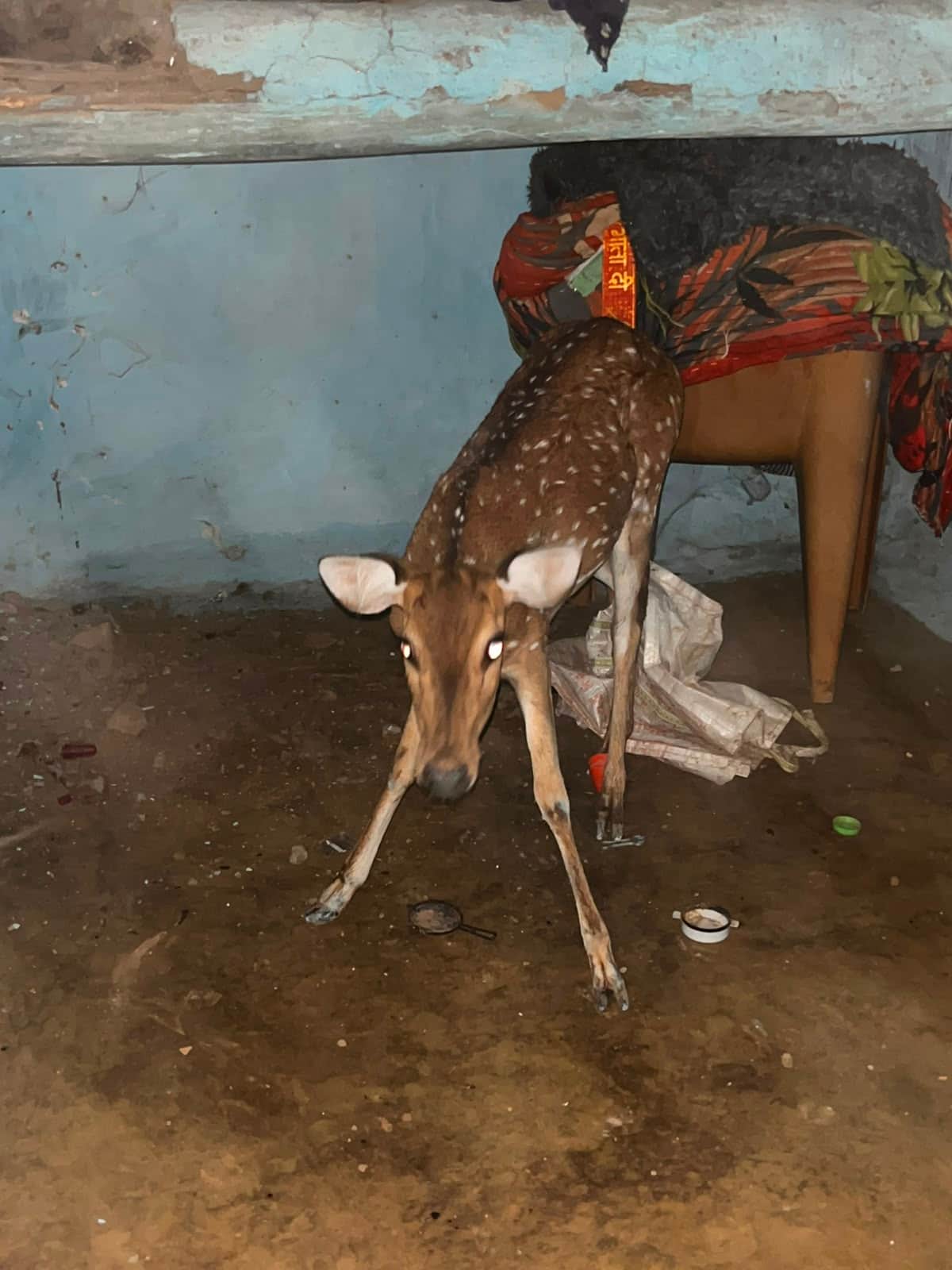 Chital fawn enters house to escape dogs; Forest Department rescues it.