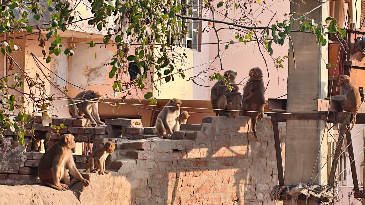 हांसी उत्तम नगर में बंदरों का झूंड। अकाइव
