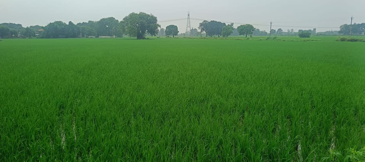 Rainfall higher than last year; a good sign for crops.