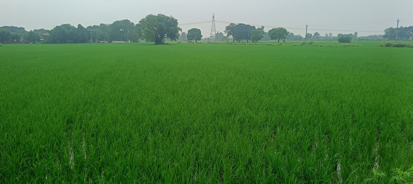 खेत में लहलहा रही धान की फसल।संवाद