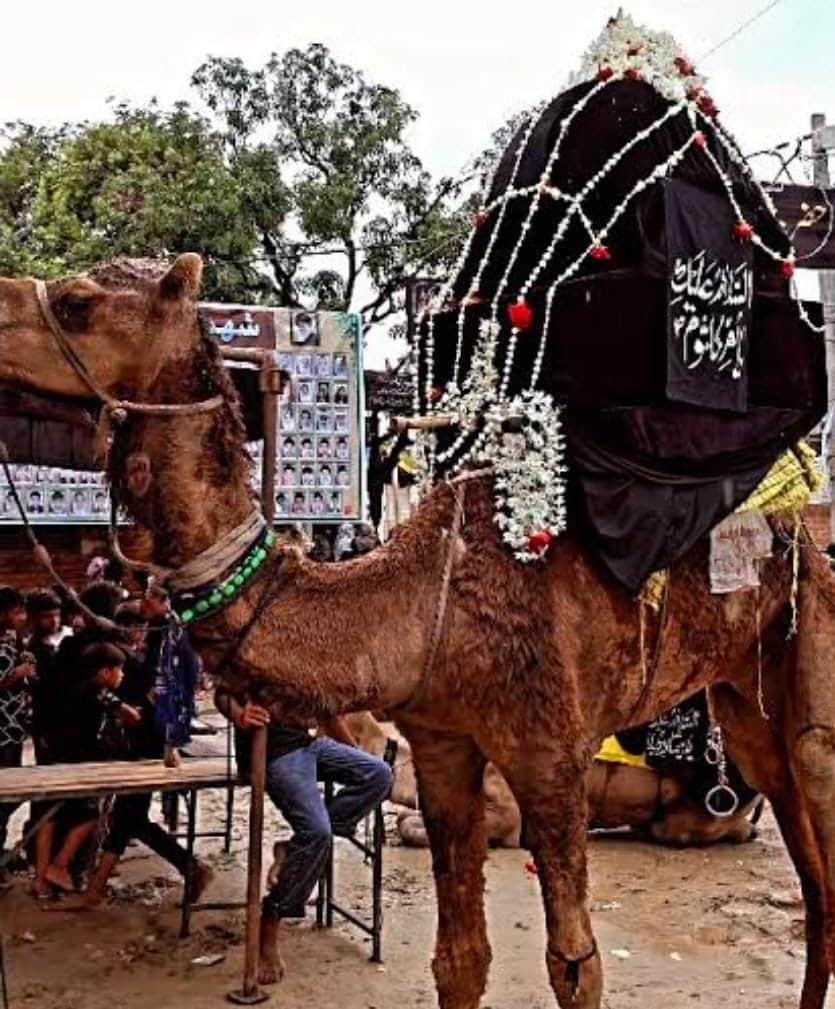 Palaces adorned on camels, accompanied by 18 coffins