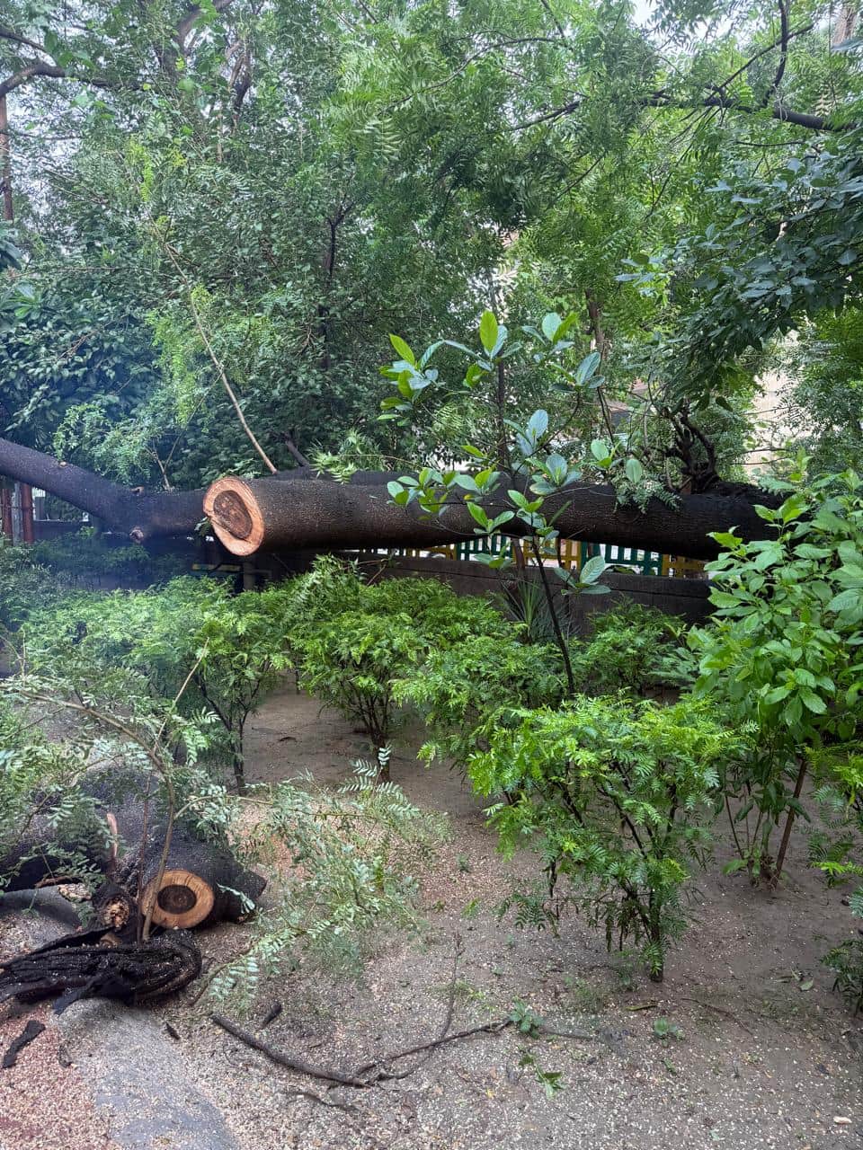 Hear My Voice: Prune Trees Instead of Cutting Them Down