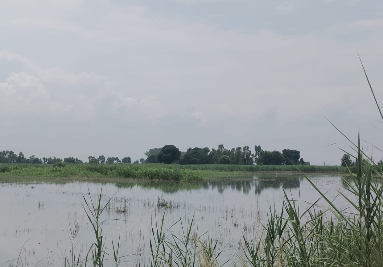 The water level of the Ganga rose by 15 cm.