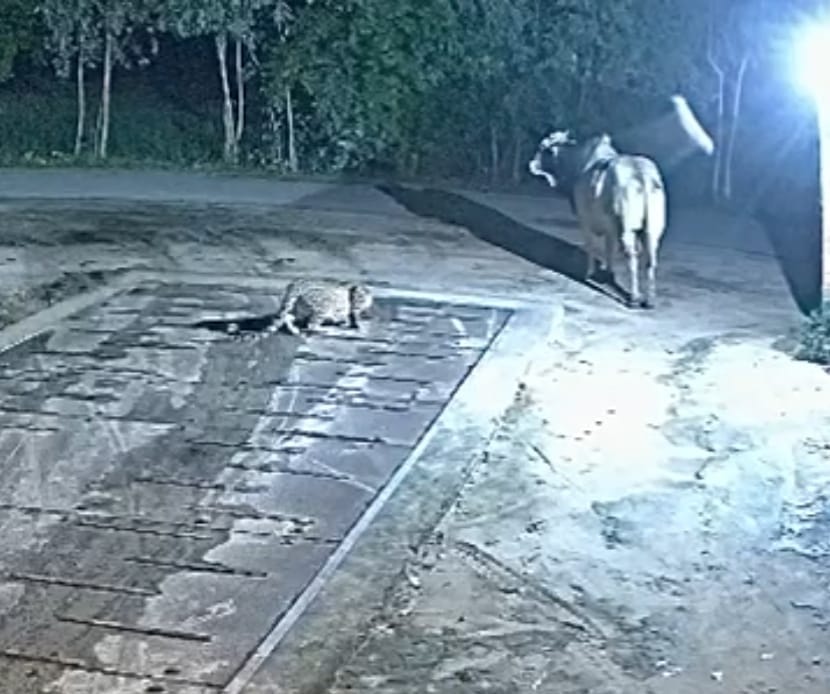 पूरनपुर क्षेत्र में खड़े सांड के पास बैठा तेंदुआ - वीडियो ग्रेब