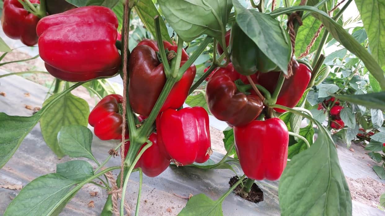 Chamba's capsicum is making waves in Punjab