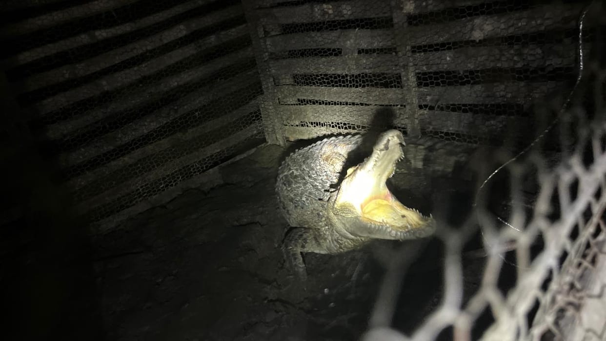 Crocodile enters house; panic ensues among family members.