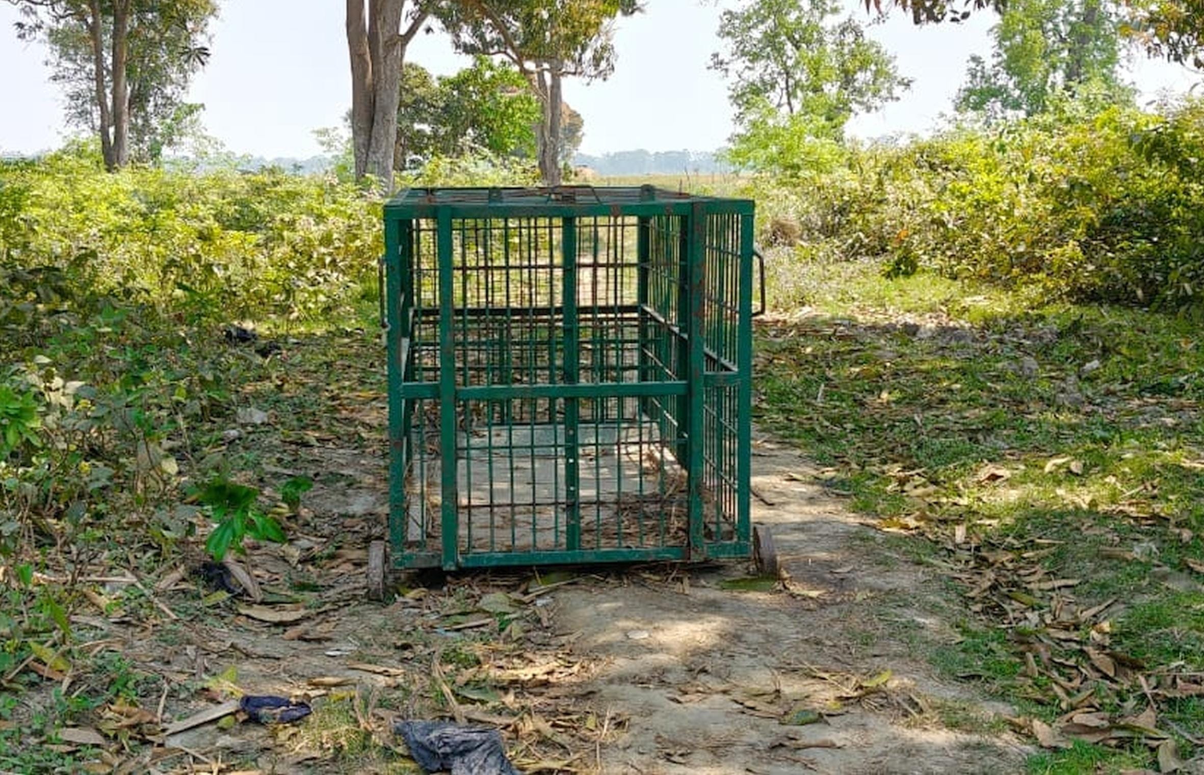 धनियाबेरी में तेंदुए को पकड़ने के लिए लगाया गया पिंजरा। - स्रोत : ग्रामीण