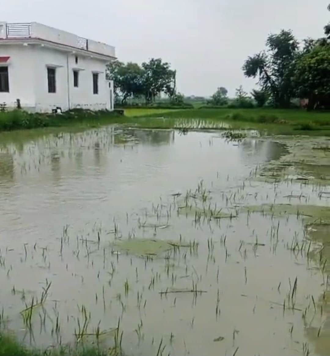 Rainwater filled the fields, 50 acres of paddy crop submerged