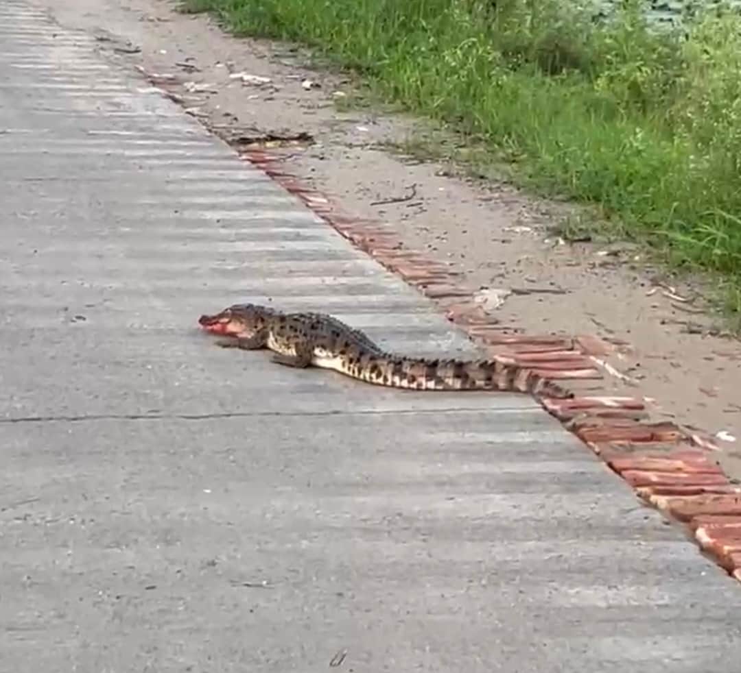 Crocodile spotted on the road creates panic, villagers panic