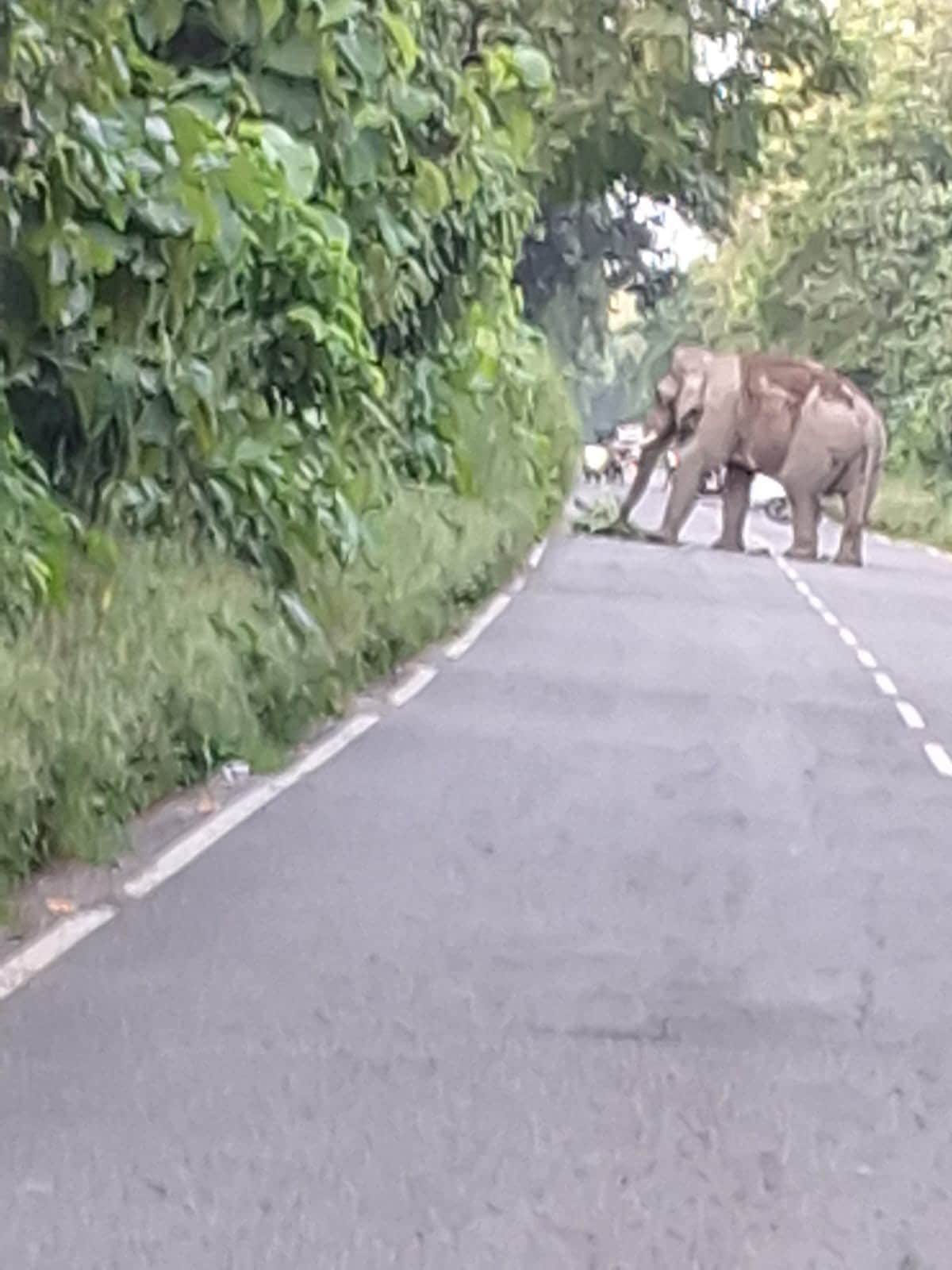 Traffic disrupted due to an elephant on the road.