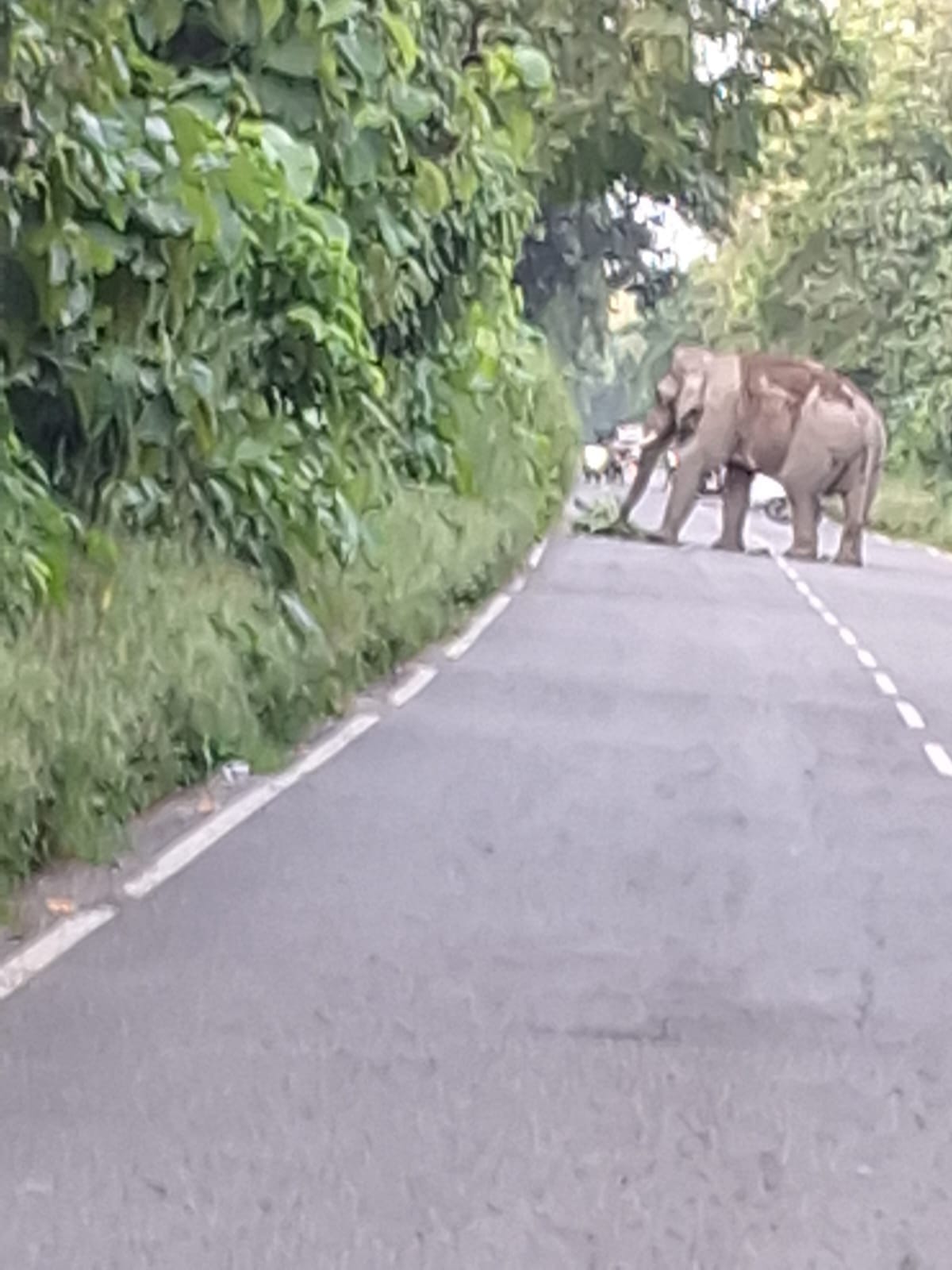 Traffic disrupted due to an elephant on the road.