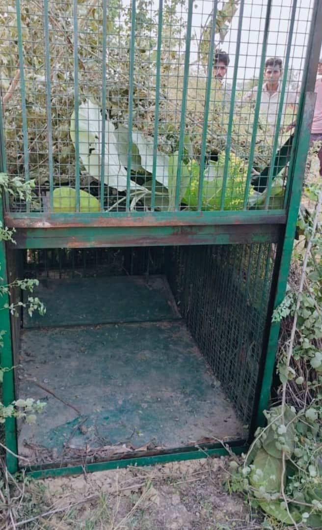 Leopard spotted in Bankatwa Range too; Forest Department sets up a cage