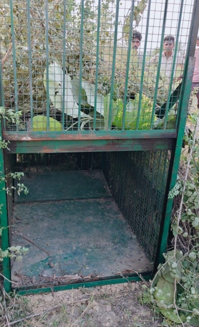 Leopard spotted in Bankatwa Range too; Forest Department sets up a cage