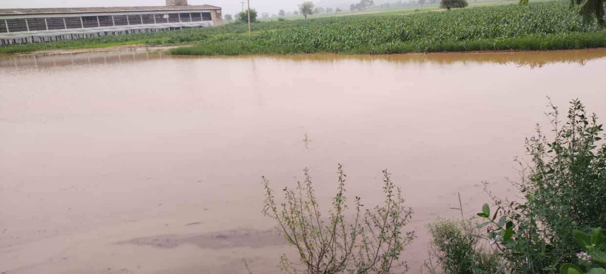 Good rainfall expected until August 13; risk of crops withering due to waterlogging in fields.