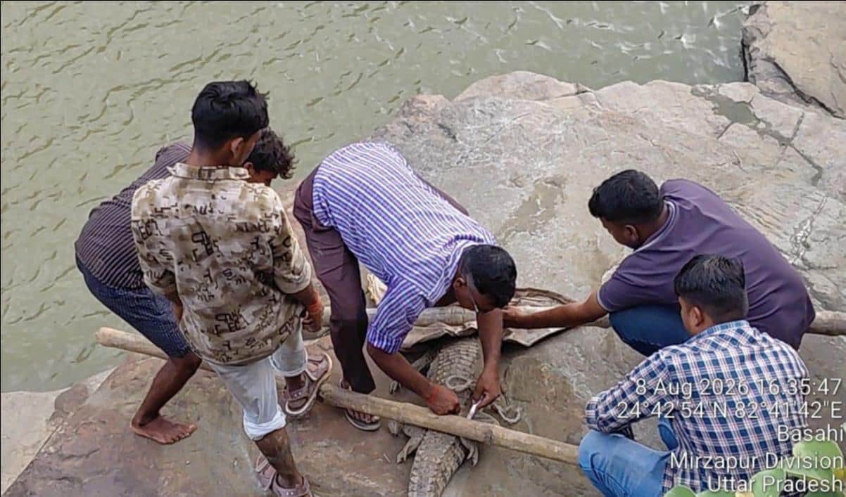 5-foot crocodile found in pond
