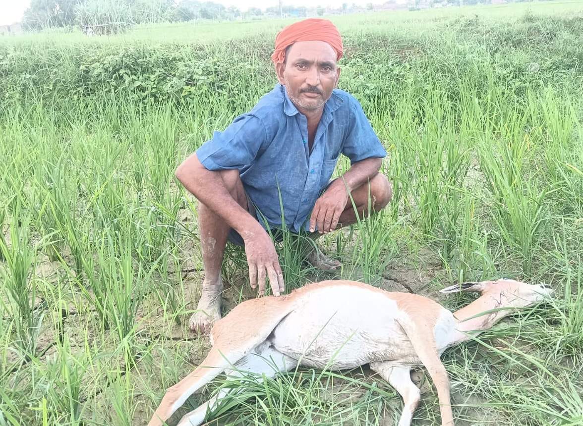 गाजीपुर: कुत्तों के हमले में घायल हिरण की मौत, वन्यजीव सुरक्षा और आवारा पशुओं के प्रबंधन पर उठे सवाल