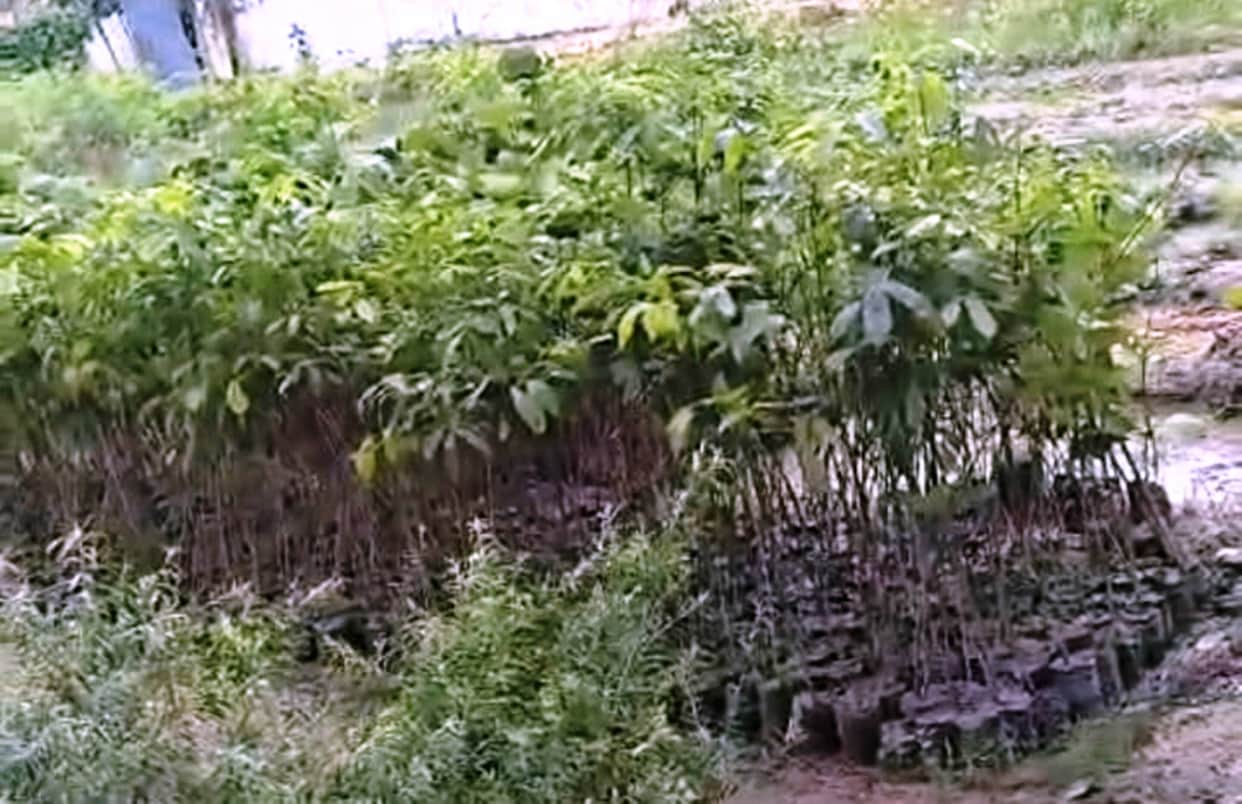 Saplings of seven species, including sandalwood and rudraksha, are being raised in the nursery.