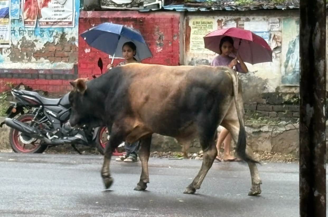 Stray cattle rule the roads; cattle catchers are taking it easy