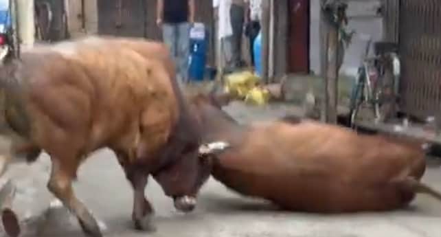 Two bulls clashed in the Bajaja market, causing a stampede among shopkeepers.