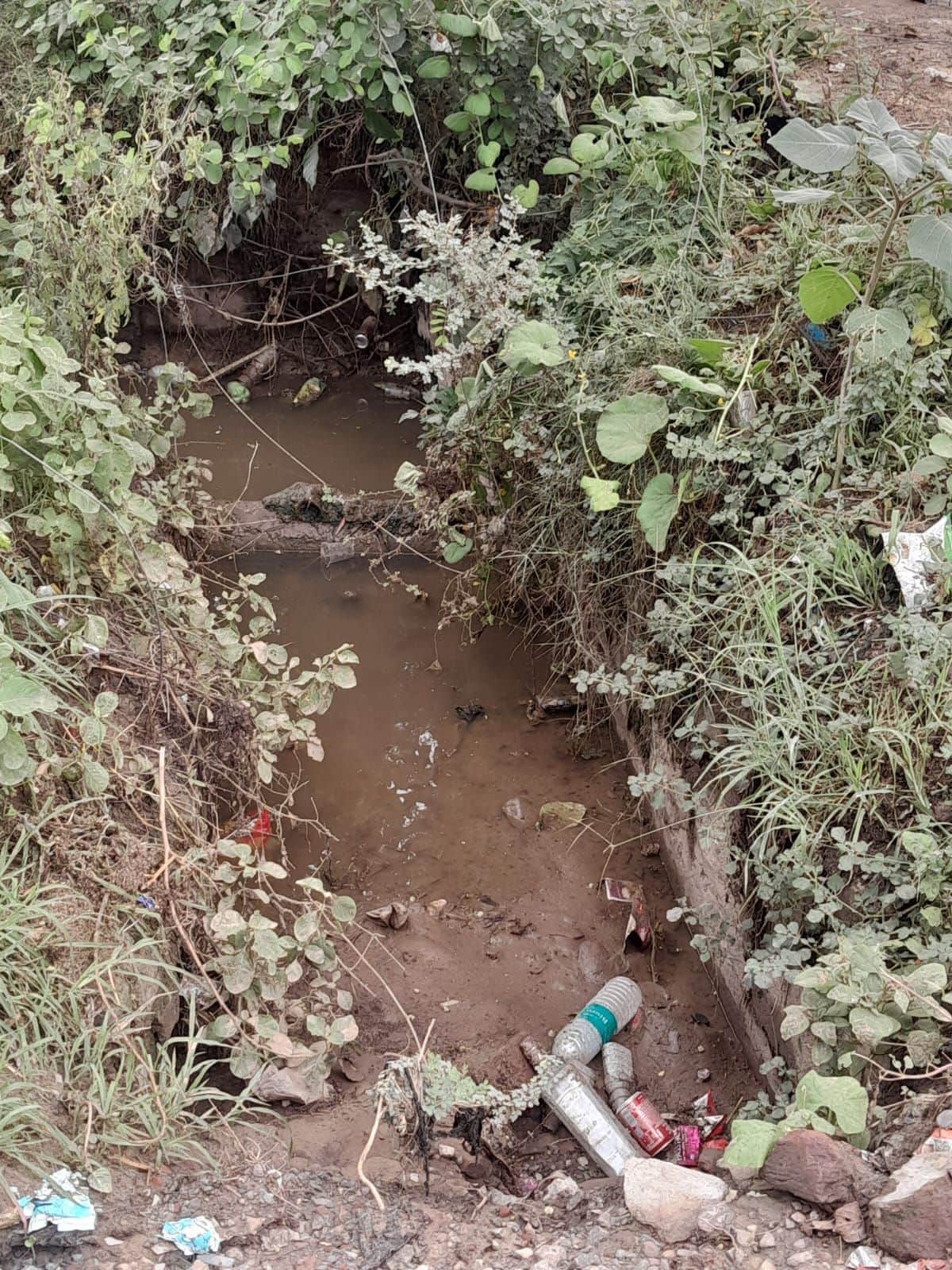 Open drains on the Pilani bypass have become a hazard; animals are falling into them every month.