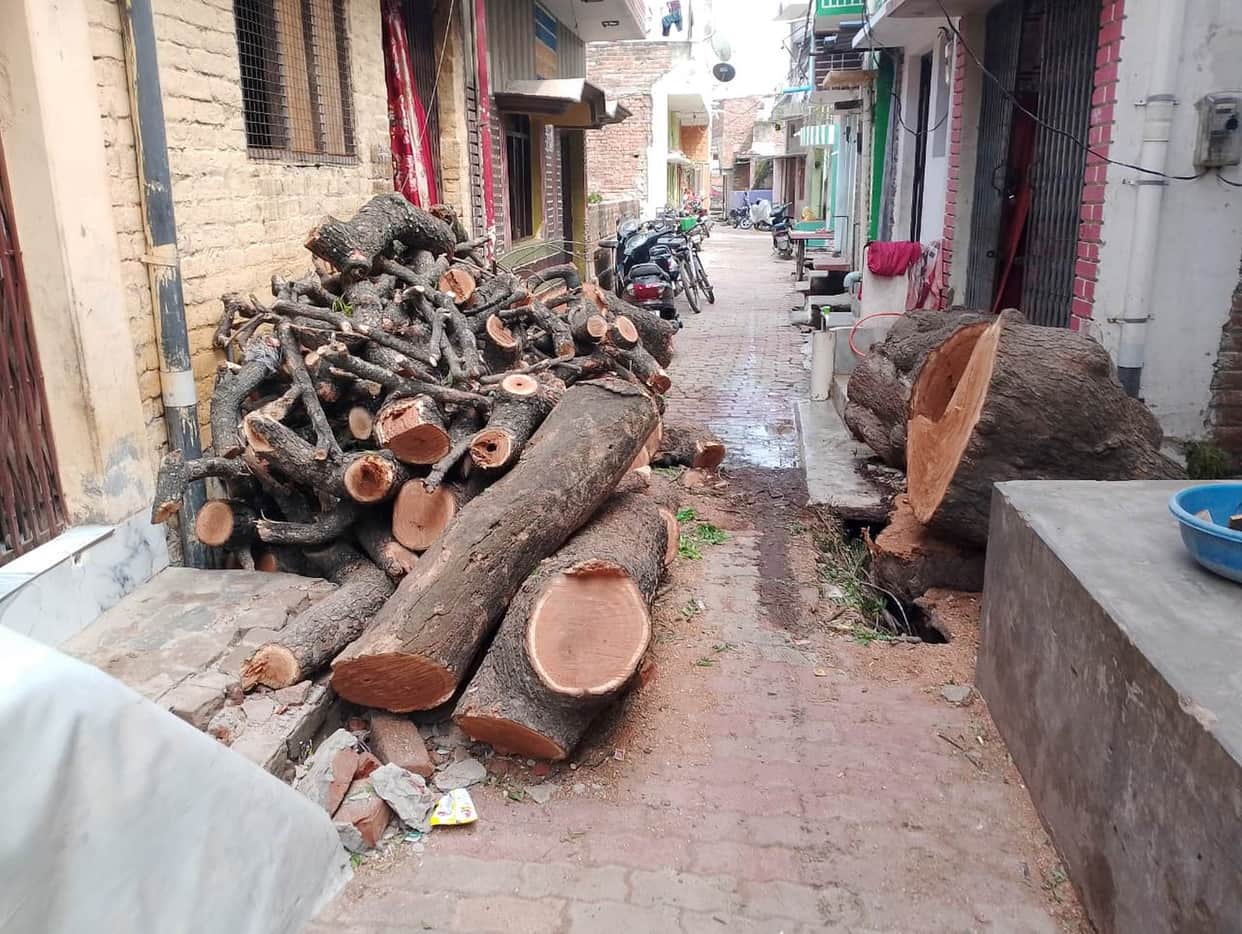 Fine imposed for cutting down a green tree.