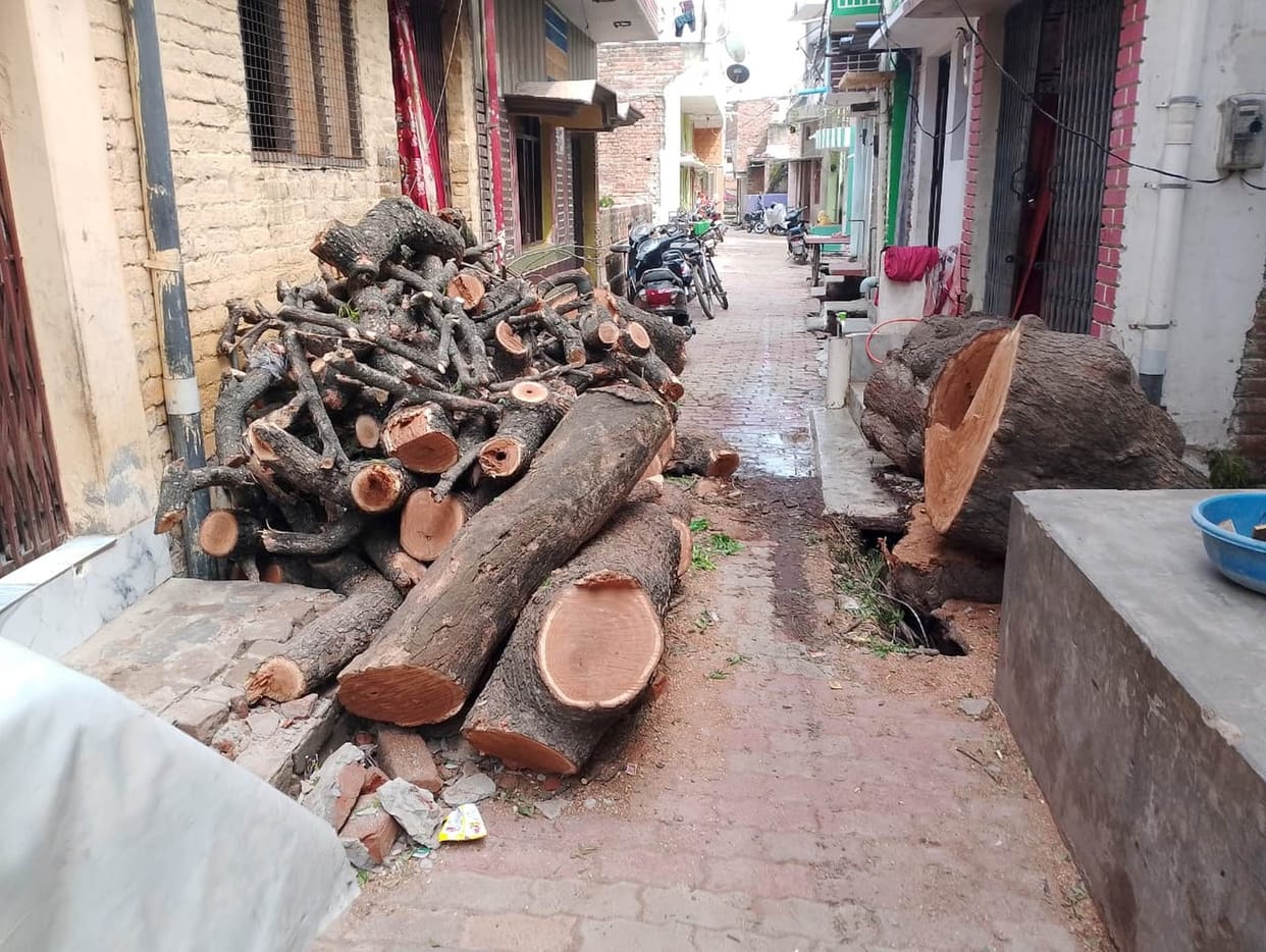 Fine imposed for cutting down a green tree.