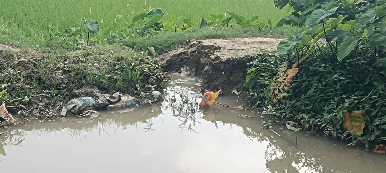 Hundreds of acres of paddy crop submerged due to breach in Rajbaha