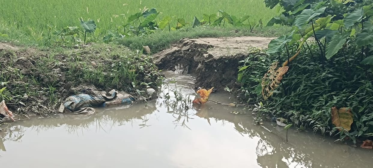 Hundreds of acres of paddy crop submerged due to breach in Rajbaha