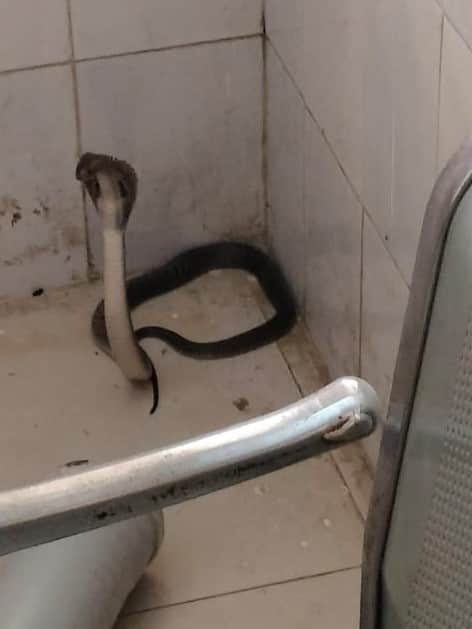 A female cobra stood with its hood raised in the veranda of the Jamalpur CHC; it was rescued after three hours.