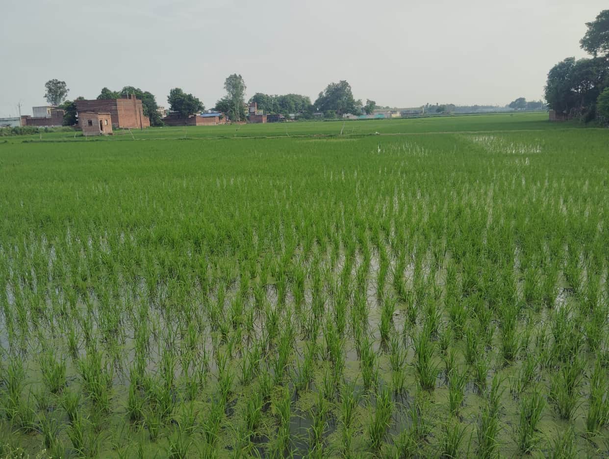 The clouds poured down in abundance, bringing smiles to the farmers' faces.