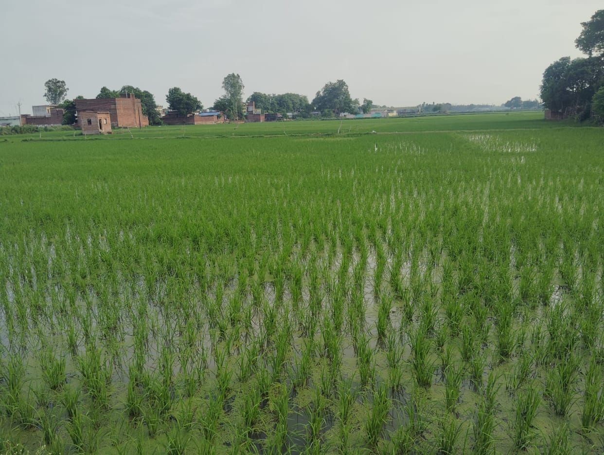 The clouds poured down in abundance, bringing smiles to the farmers' faces.