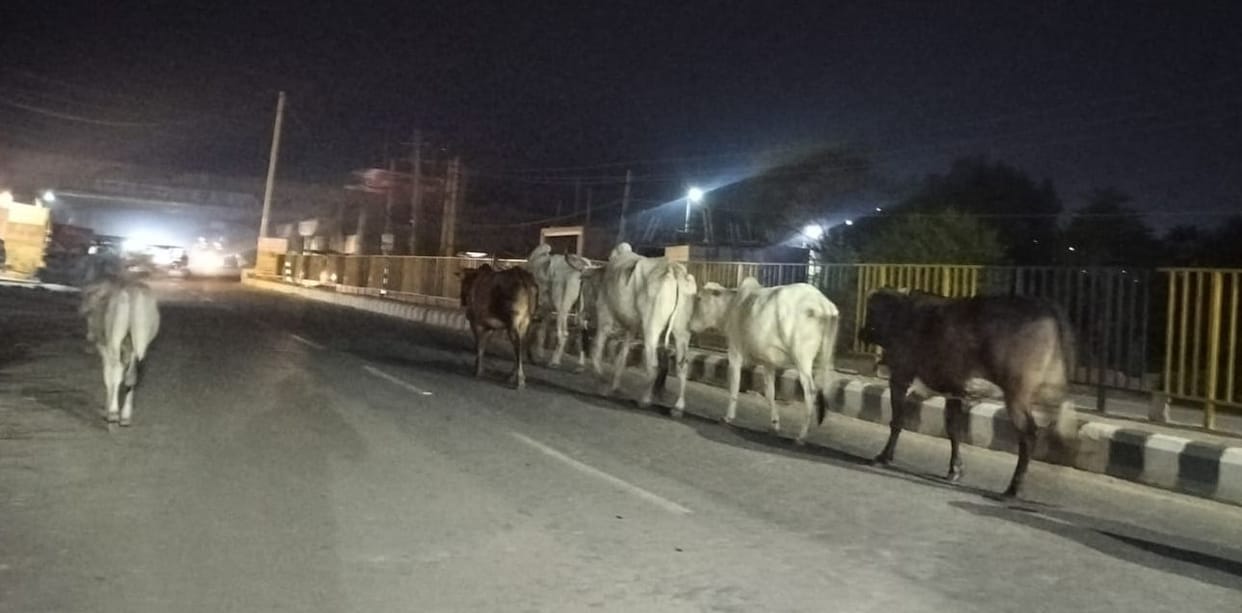 Gathering of animals on the city roads, the plan of the city council is still in the files