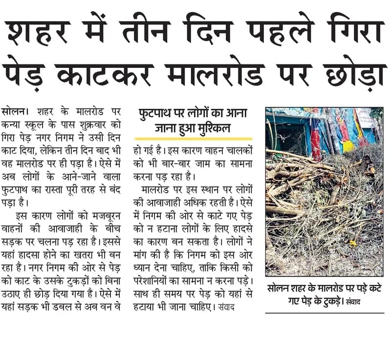 Municipal Corporation removes tree cut down on Mall Road; relief follows.