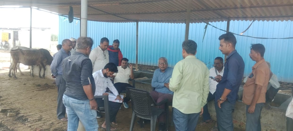 Explanation sought from those responsible in the case of the deaths of seven cattle