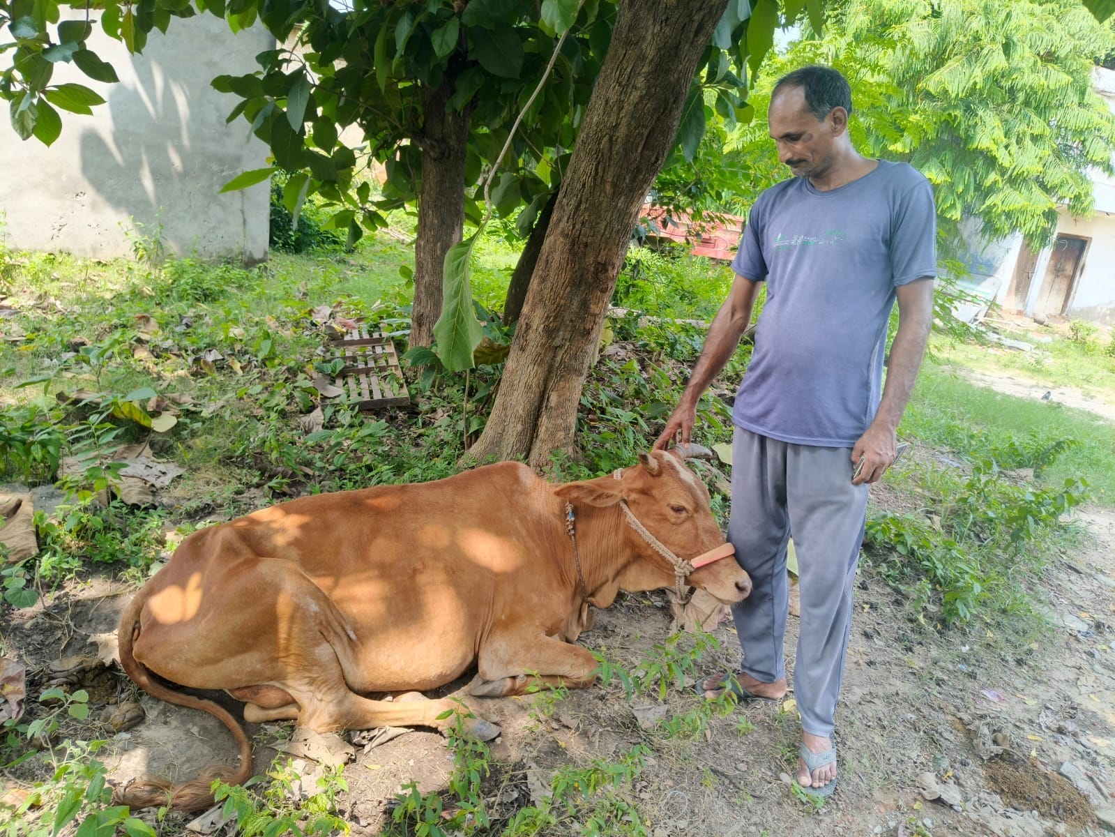 फोटो-1-ग्राम पंचायत  गूमा फातमा जोत के मजरा चैनवापुर में गोवंश के साथ मौजूद पशुपालक ।-संवाद