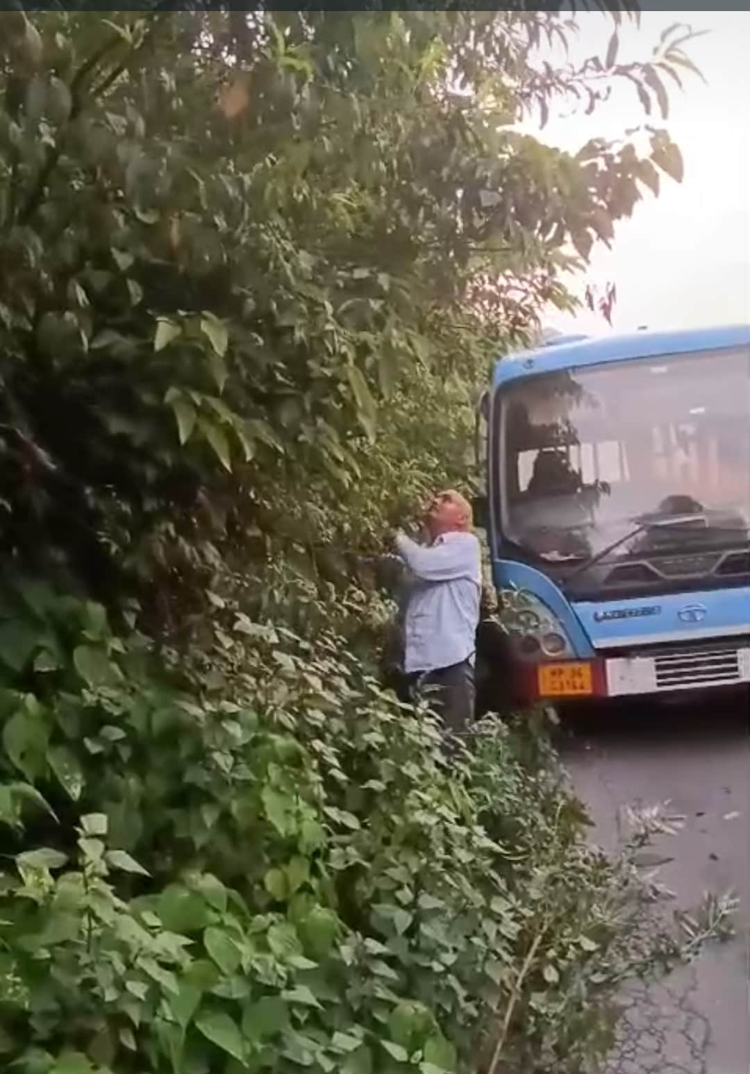 Tree branches drooping over the roads; driving has become a challenge.