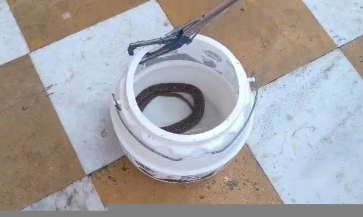 Snake caught in Jwalamukhi temple complex.
