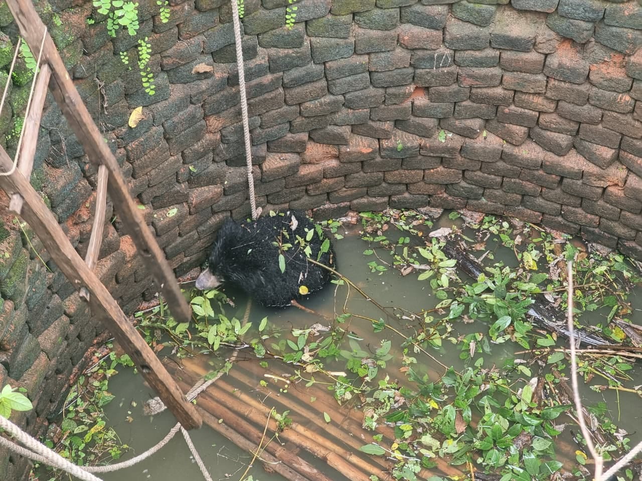 कुँए में गिरा शावक भालू