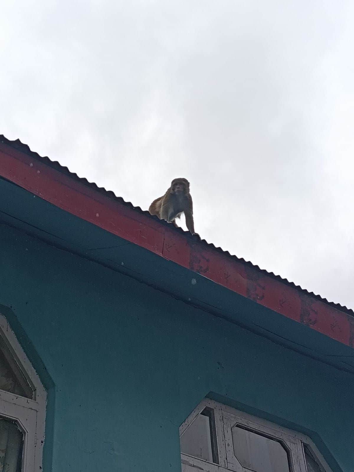 Monkeys attack woman cooking in the kitchen.