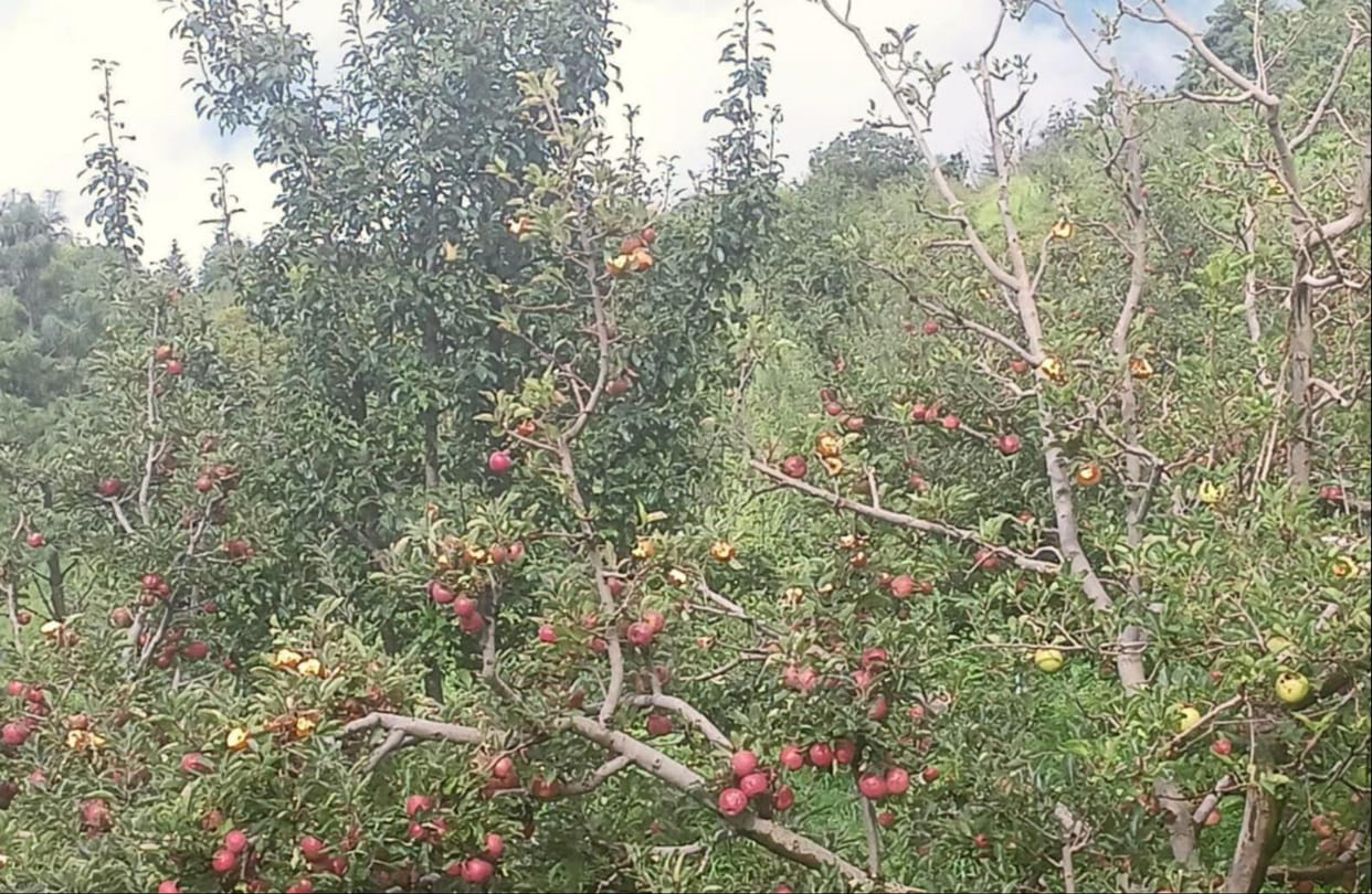 Problems escalate in Taklech and Darkali; orchardists concerned