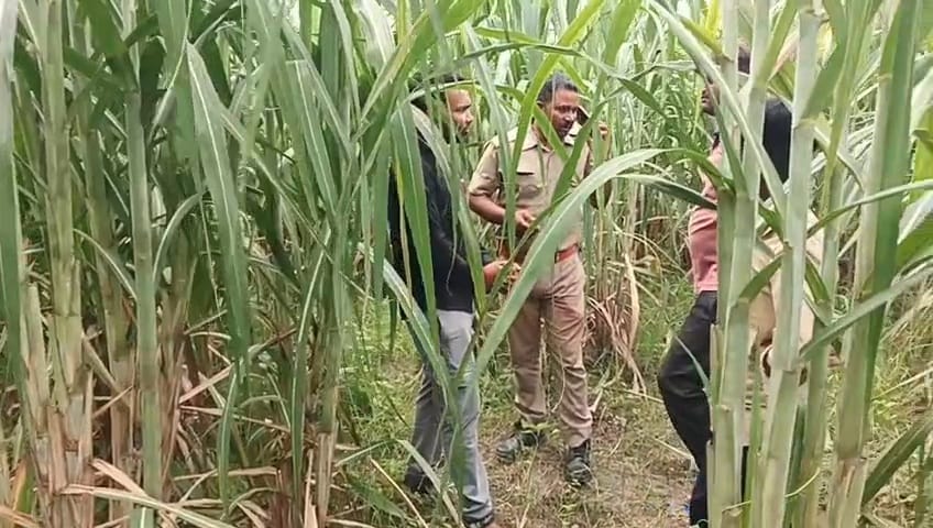 पचपेड़ा गांव के गन्ने के खेत में तलाश करते पुलिसकर्मी और ग्रामीण।संवाद