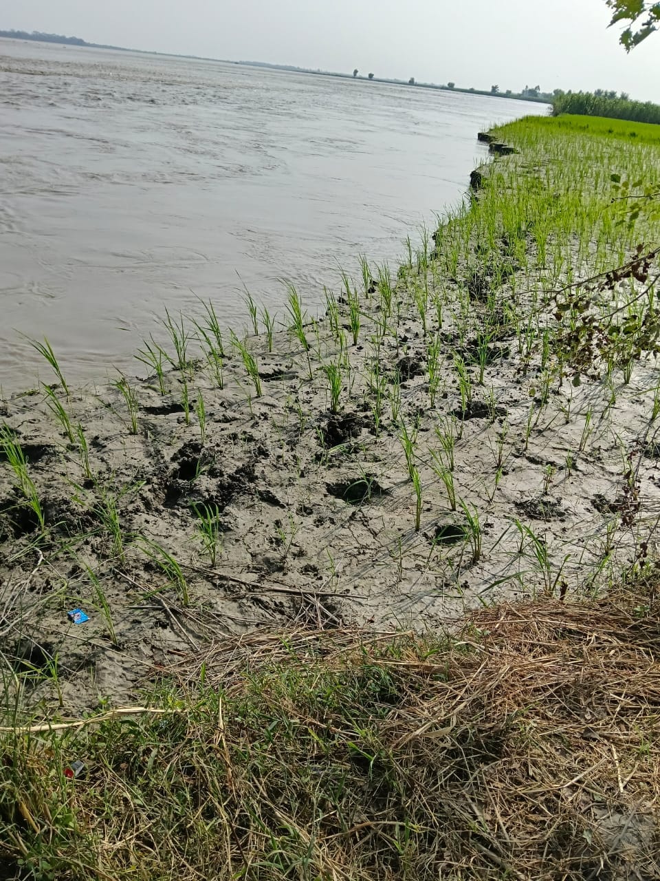 Sharda river swallows 100 acres of land, farmers' worries increase
