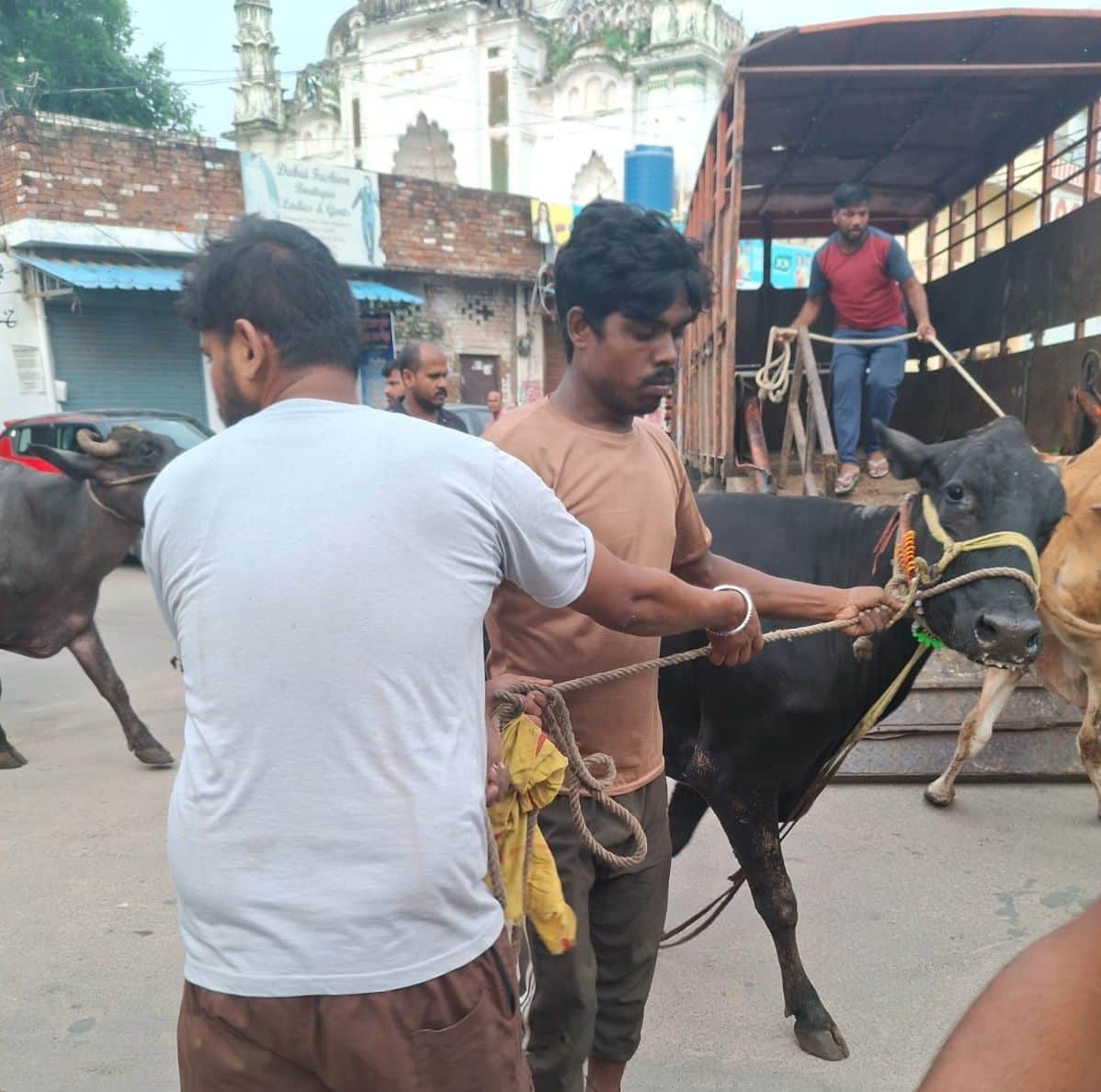 The Municipal Corporation rounded up 32 animals amidst protests